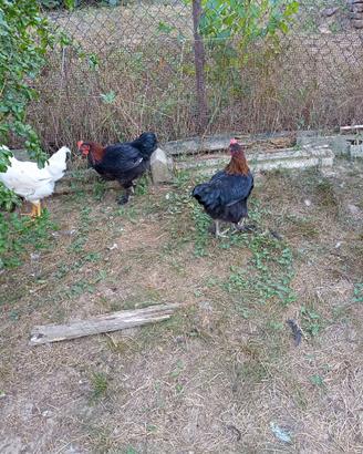 Marans è incroci maschi