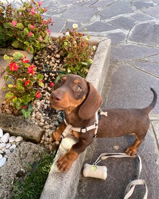 Bassotto cioccolato nano