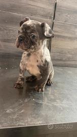 Bull dog francese