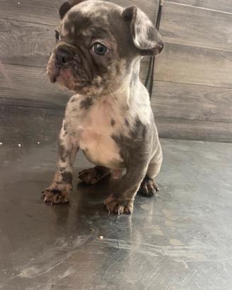 Bull dog francese
