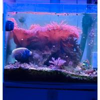 acquario marino avviato