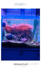 acquario marino avviato