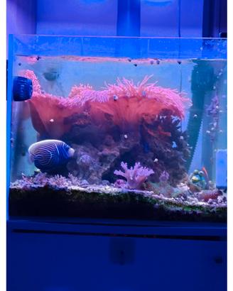 acquario marino avviato