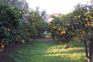 Terreno con frutteto
