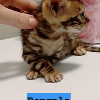 Cucciolo di gatto bengala cuccioli gatti