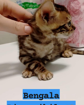 Cucciolo di gatto bengala cuccioli gatti