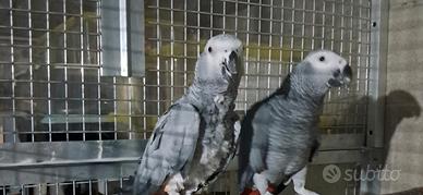 Pappagalli cenerini