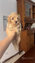 Maltipoo mini toy