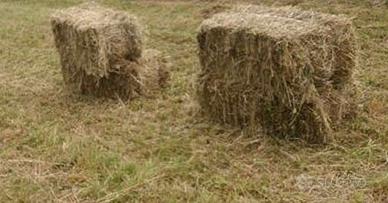 Fieno in ballette rettangolari Terzo Taglio 2025