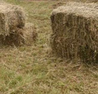 Fieno in ballette rettangolari Terzo Taglio 2025