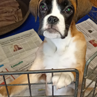 Cuccioli di Boxer