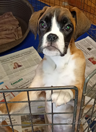 Cuccioli di Boxer
