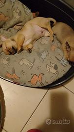 Cuccioli di Chihuahua