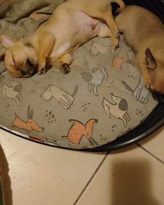 Cuccioli di Chihuahua