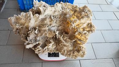 Corallo Montipora da arredamento