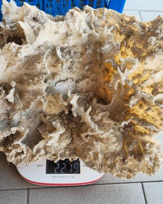 Corallo Montipora da arredamento