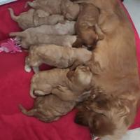 Cuccioli cocher spainer