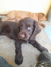 Cuccioli di Cocker Spaniel inglese