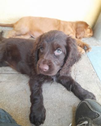 Cuccioli di Cocker Spaniel inglese