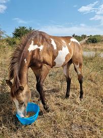 Puledro paint Buckskin Overo