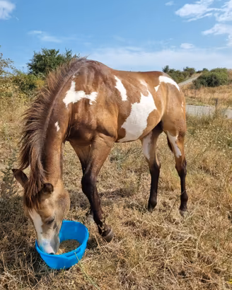 Puledro paint Buckskin Overo