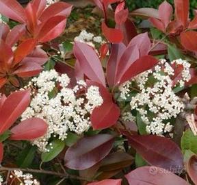 Photinia Red Robin