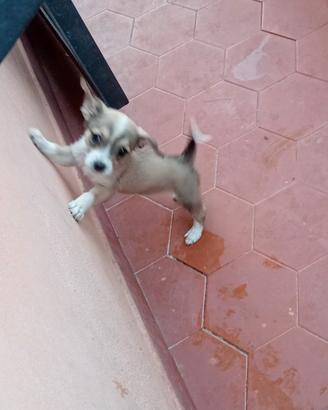 Cuccioli meticci juck russel