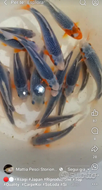 Carpe Koi e tutti i pesci che volete