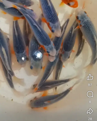 Carpe Koi e tutti i pesci che volete