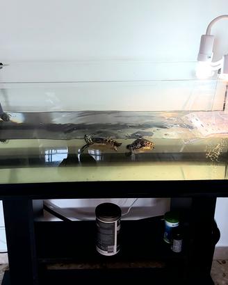 acquario per pesci