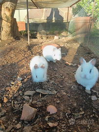 Conigli nani