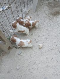 Cuccioli di Breton