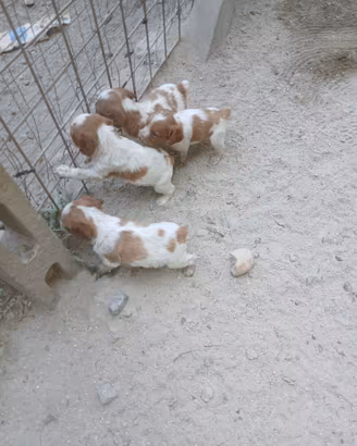 Cuccioli di Breton