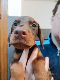 Dobermann Cuccioli per passione