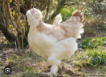 galline ornamentali 