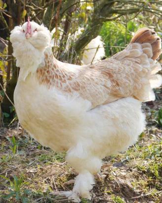 galline ornamentali 