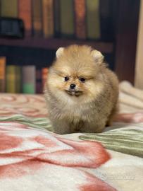 Cuccioli di Spitz nano POMERANIA