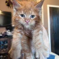 Cuccioli Maine coon maschi