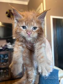 Cuccioli Maine coon maschi