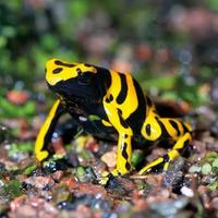 Dendrobates / Rana Freccia Leucomelas