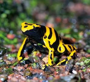 Dendrobates / Rana Freccia Leucomelas