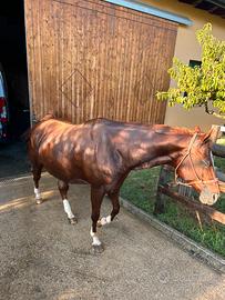 Cavalla paint non montabile