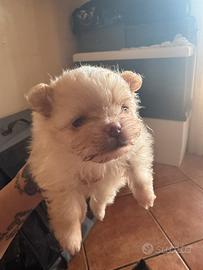Pomerania bianco latte