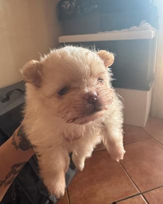 Pomerania bianco latte