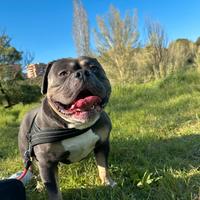 American bully monta