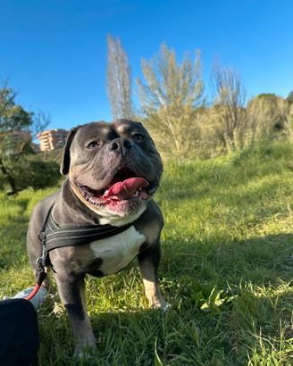 American bully monta