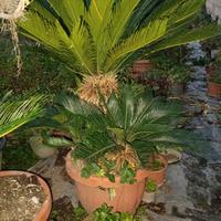 cycas prezzo trattabile 