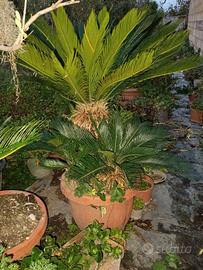 cycas prezzo trattabile 