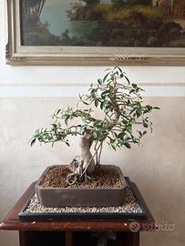 Bonsai ficus