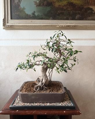 Bonsai ficus